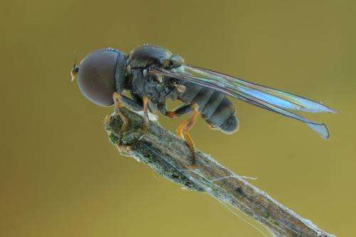 Big-eyed fossil flies track major ecological revolution