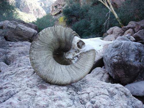 Bighorn sheep went extinct on desert island in Gulf of California, study finds