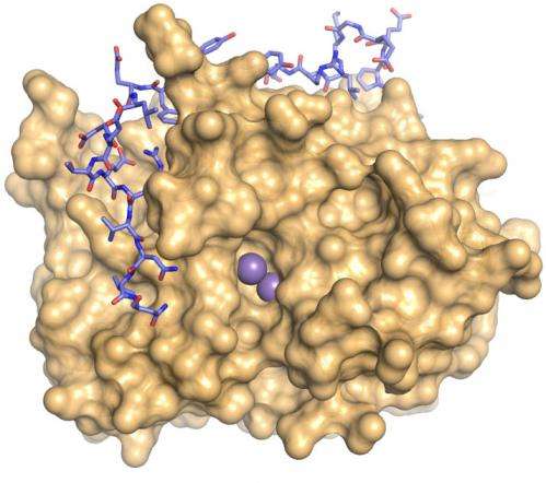Big stride in understanding PP1, the ubiquitous enzyme