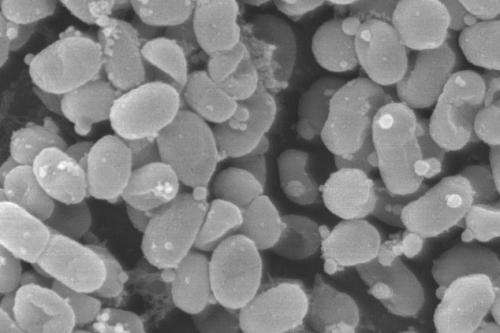 Scientists discover extracellular vesicles produced by ocean microbes