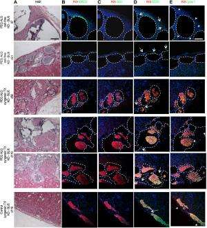Biocompatibility, islet morphology, and revascularization of cell-free PEG alginate