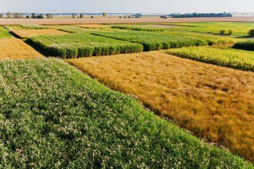 Bioenergy crops could store more carbon in soil