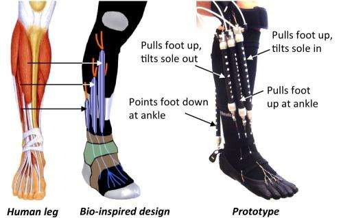 Bio-inspired robotic device could aid ankle-foot rehabilitation, CMU researcher says