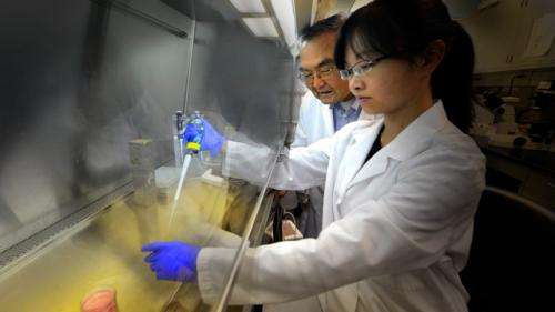 Biological fat with a sugar attached essential to maintaining the brain's supply of stem cells