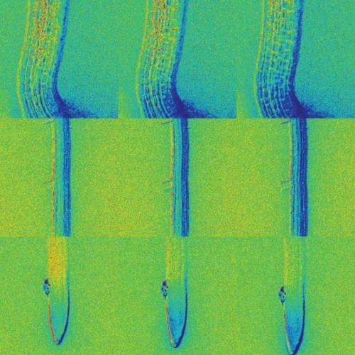 Biologists develop nanosensors to visualize movements and distribution of plant hormone