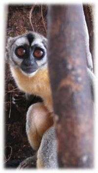 Biologist’s research helps protect rainforest monkey from illegal hunting