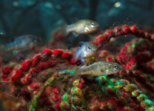 Biologists try to dig endangered pupfish out of its hole