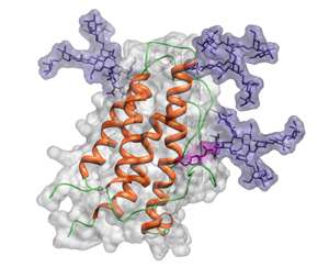 Biotechnology: Sugarcoating a protein drug