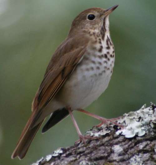 Birdsong and human music have common principles