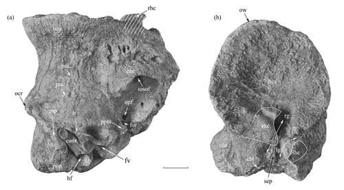 Bizarre Bovid species found from the Late Miocene of Linxia Basin, China