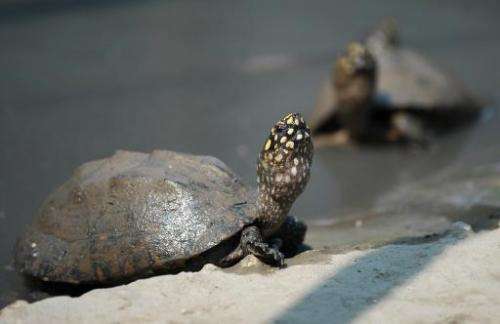 Black spotted turtles sit in a pool at a quarantine centre in the southern Pakistani city of Sukkur on September 11, 2014