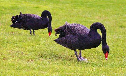 Black swans and seagrass strike a delicate balance