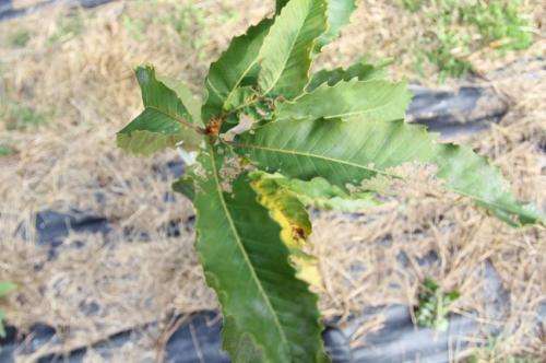 Blight-resistant American chestnut trees take root at SUNY-ESF