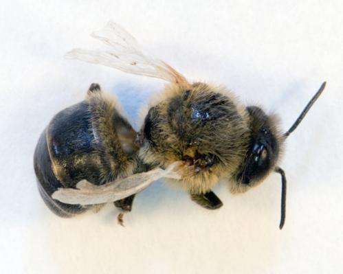 Bloodsucking mite threatens UK honeybees