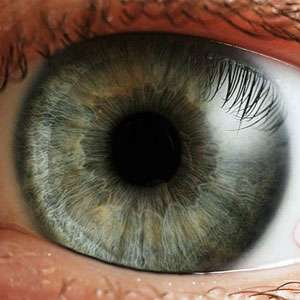 Blood vessel research offers insights into new treatments for eye diseases