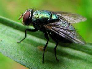 Blowfly maggots provide physical evidence for forensic cases