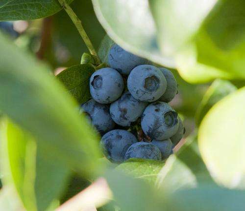 Blueberries coated in leaf extracts have longer shelf life