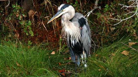Blue herons are nesting among the bald eagles, but why?