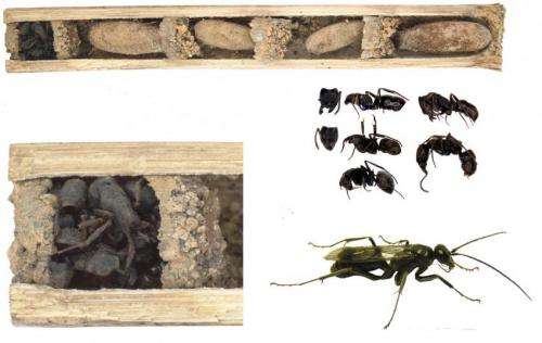 'Bone-house wasp' uses dead ants to protect their nest
