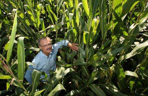 Boosting global corn yields depends on improving nutrient balance