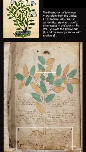 Botanists suggest Voynich illustrations similar to plants in Mexico