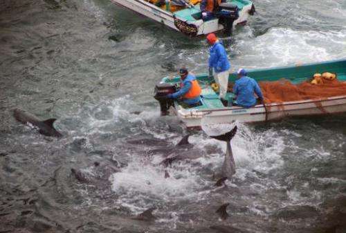 Bottlenose dolphins are trapped in a cove before being caught and killed by Japanese fishermen in the town of Taiji, January 20,