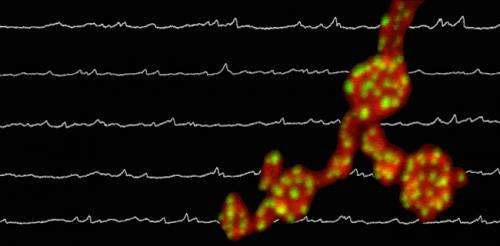 Brain noise found to nurture synapses