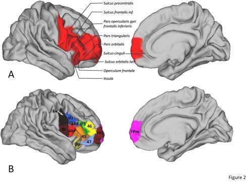 Brain regions thought to be uniquely human share many similarities with monkeys