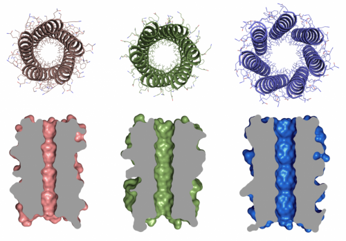 Bristol team creates designer 'barrel' proteins