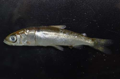 Britain’s rarest freshwater fish found in Bassenthwaite Lake