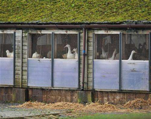英国、荷兰杀家禽抗击禽流感