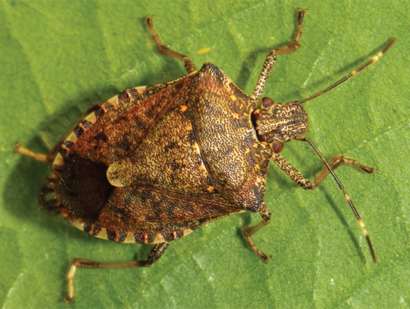 Brown marmorated stink bug biology and management options described in open-access article