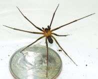 Brown recluse spiders active from March through October