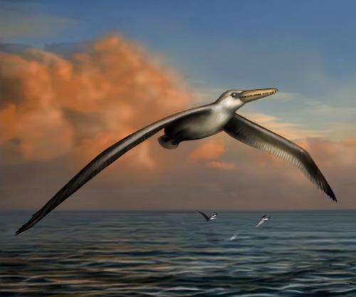 Bruce Museum scientist identifies world's largest-ever flying bird