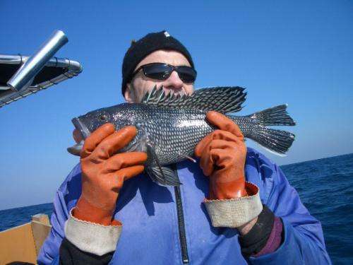 Bucking conventional wisdom, researchers find black sea bass tougher than expected