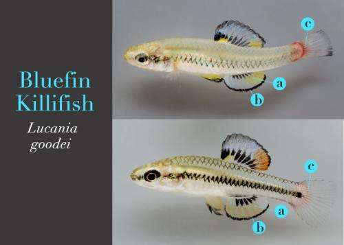 Built-in billboards: Male bluefin killifish signal different things with different fins