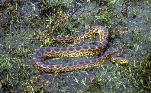 Burmese pythons pose little risk to people in Everglades