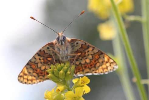 Butterflies illustrate the effects of environmental change