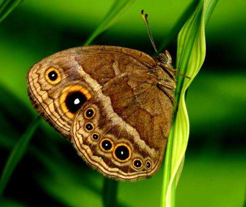 Butterfly 'eyespots' add detail to the story of evolution
