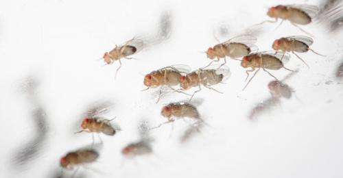 Buzzing with activity: Fruit flies orbit Earth for science