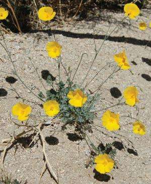 California and Arizona amaze with 2 new species of desert poppy