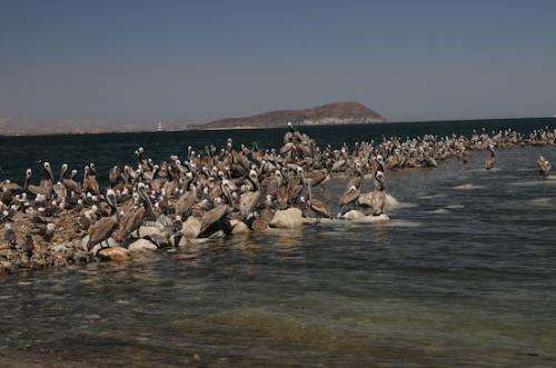 California brown pelicans’ breeding rates dismal