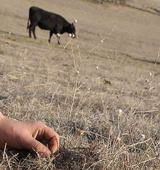 California ranchers anticipate devastating drought impacts, study finds