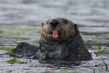 California's sea otter numbers holding steady