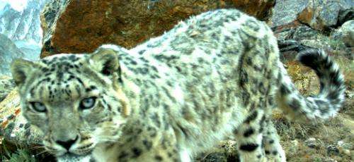 Camera survey gives a rare glimpse into snow leopard family life