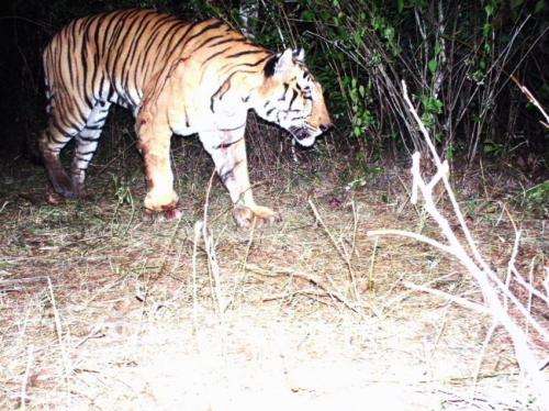 Camera trap images help wildlife managers ID problem tigers in India