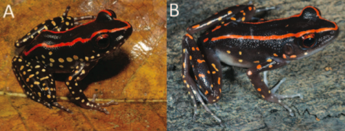 Can a new species of frog have a doppelganger? Genetics say yes