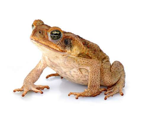 Cane toads demonstrating impressive adaptive abilities in Western Australia