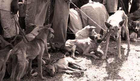 在非洲的犬类狂犬病疫苗有效的威慑