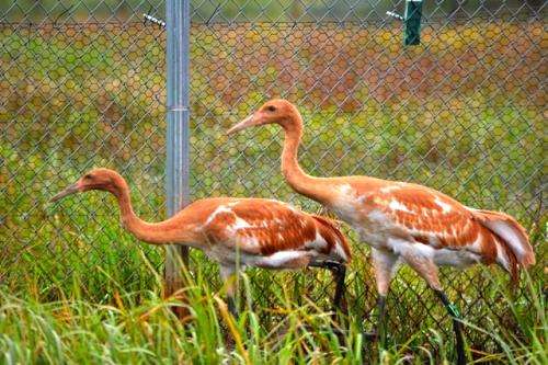 Captive whooping cranes released into the wild